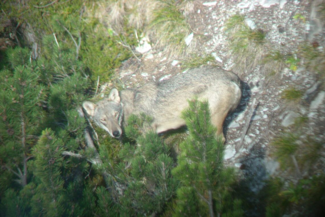 Ein Wolf aus dem ersten Calanda-Rudel, der 2011 einem Wildhüter des Bündner Amts für Jagd und Fischerei vor die Fotolinse lief. (Bildquelle: Amt für Jagd und Fischerei Graubünden)