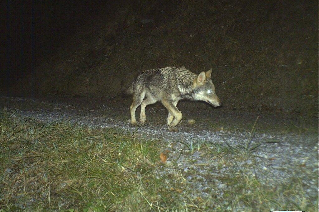 Dieser Wolf aus dem ersten Calanda-Rudel lief 2012 in eine Fotofalle.(Bildquelle: Amt für Jagd und Fischerei Graubünden)