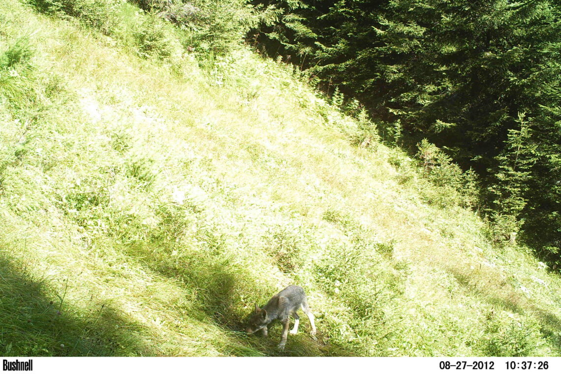 Ein Wolfswelpe aus dem ersten Wurf des Calanda-Rudels aufgenommen durch eine Fotofalle 2012. (Bildquelle: Amt für Jagd und Fischerei Graubünden)