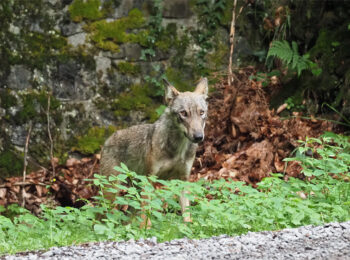 Dieser Wolf streifte im Sommer 2018 im Gebiet des Bündner Fläscherbergs umher – zu welchem Rudel er gehört ist nicht bekannt. (Bildquelle: Amt für Jagd und Fischerei Graubünden)