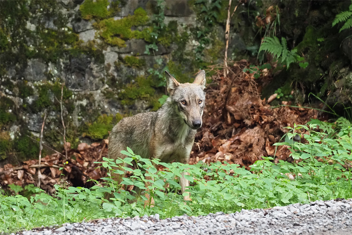 Dieser Wolf streifte im Sommer 2018 im Gebiet des Bündner Fläscherbergs umher – zu welchem Rudel er gehört ist nicht bekannt. (Bildquelle: Amt für Jagd und Fischerei Graubünden)